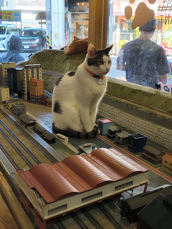 Diorama Cat Shelter & Café 4