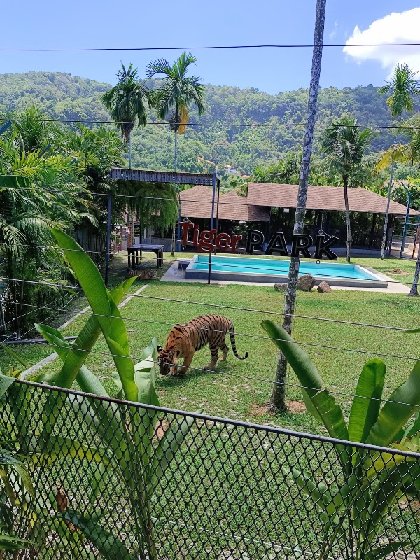 Tiger Park Phuket 5