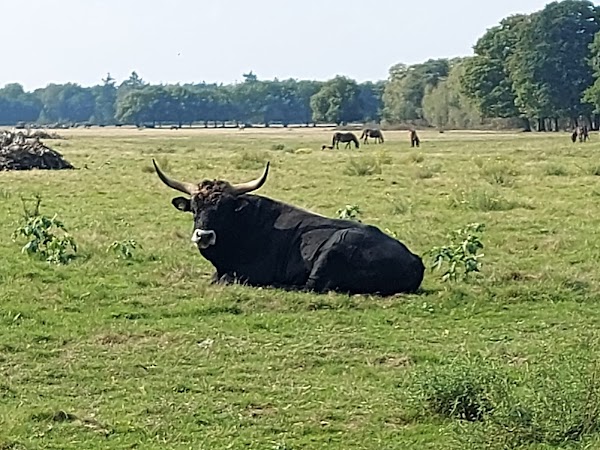 Natuurgebied De Maashorst 1