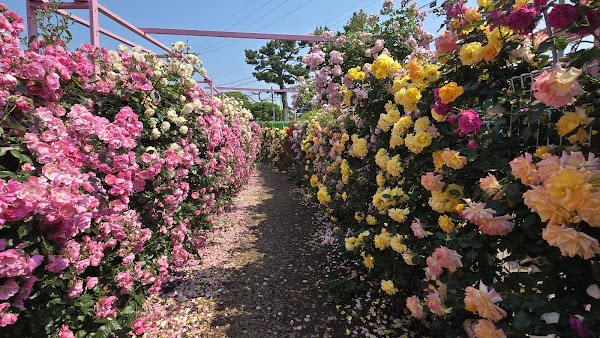 아일로사 Isle Rosa