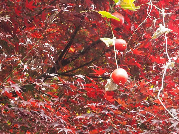 Kokubunji 2
