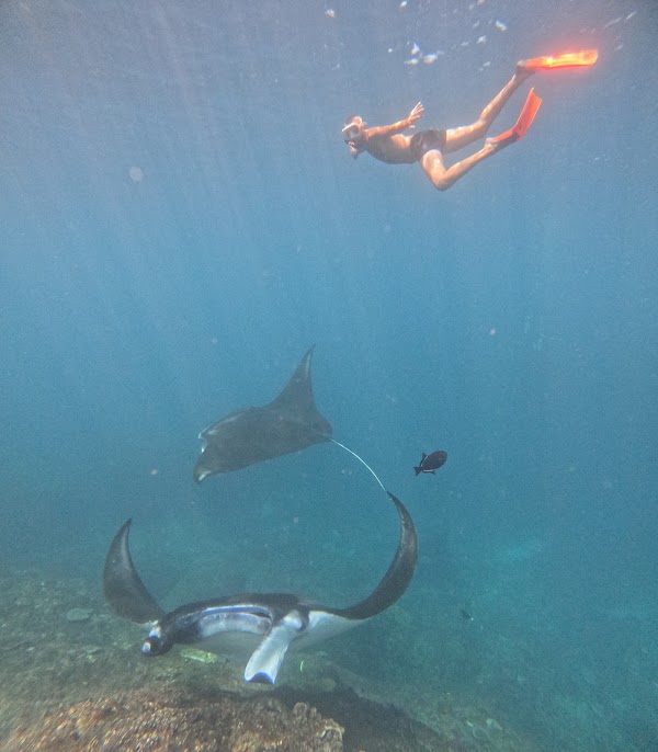 Lembongan Trip, Manta Ray Snorkeling, Penida day tour 4