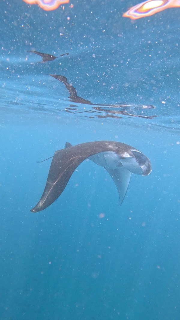 Lembongan Trip, Manta Ray Snorkeling, Penida day tour 3