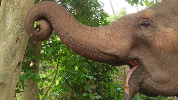 BEES - Burm And Emily's Elephant Sanctuary