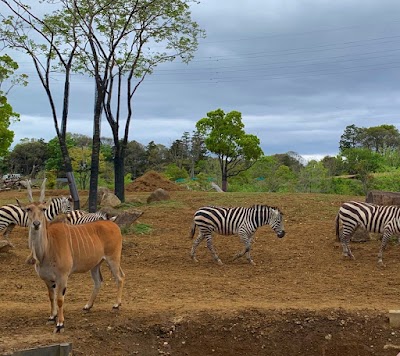 Zoorasia