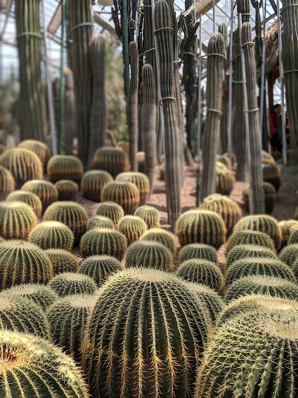Chongqing Nanshan Botanical Garden （North Gate） 5