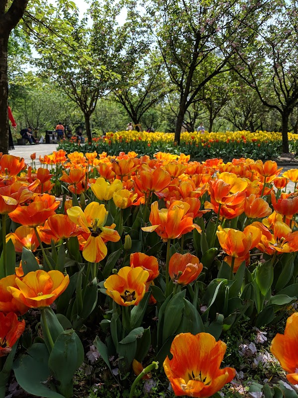 Chongqing Nanshan Botanical Garden （North Gate） 4