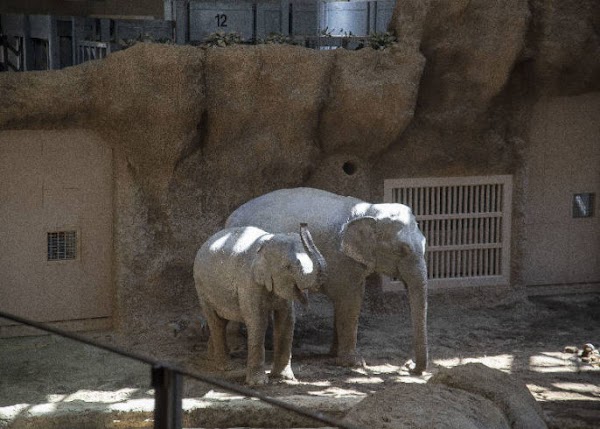 Sapporo City Maruyama Zoo 5