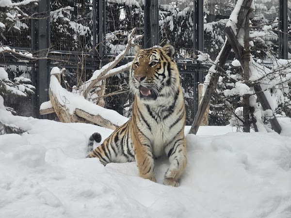 Sapporo City Maruyama Zoo 4