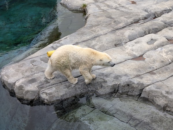 Sapporo City Maruyama Zoo 2