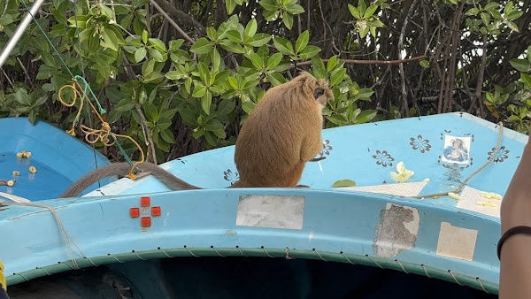 Monkey’s Island