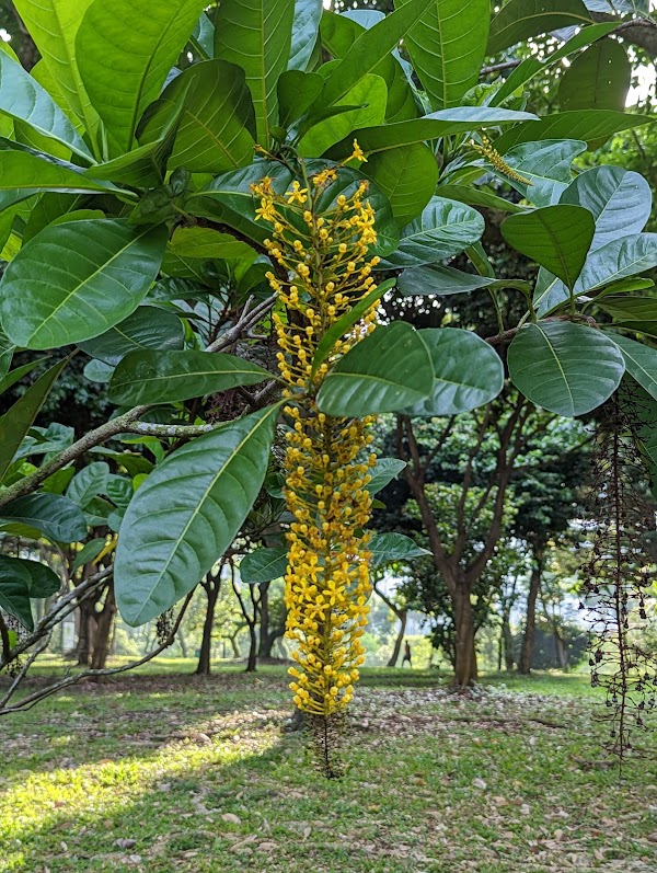 Punggol Park 4