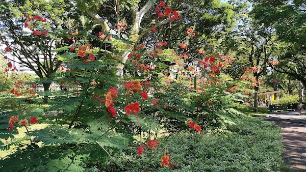 Punggol Park 2