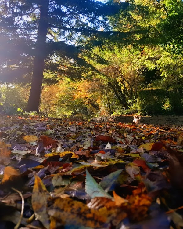 Fairy nature trail