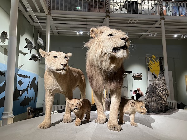 National Museum of Scotland 3