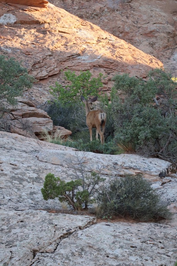 Devils Garden Trail 4