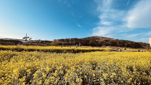 슬도 유채꽃 단지