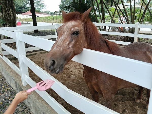 Gallop.sg 4