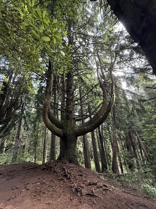 Levada do Caldeirão Verde PR9 2