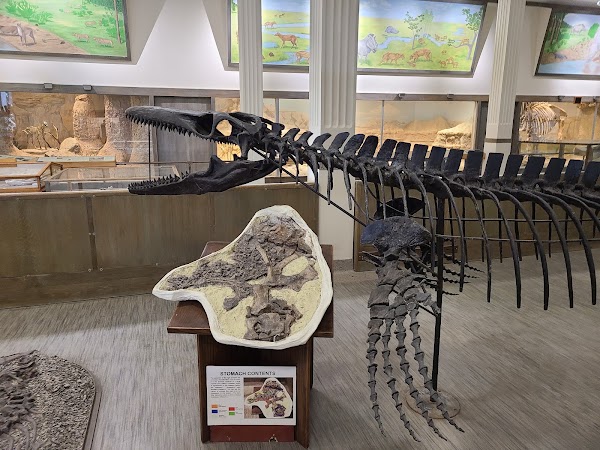 Museum of Geology 5