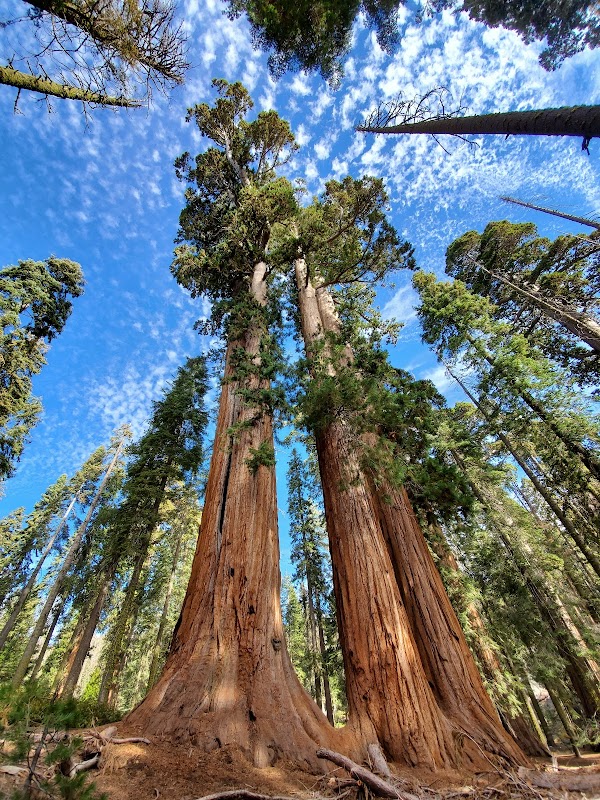 Sierra National Forest 4