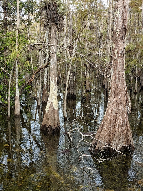 Big Cypress National Preserve 1