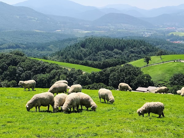 Daegwallyeong Sheep Farm 1