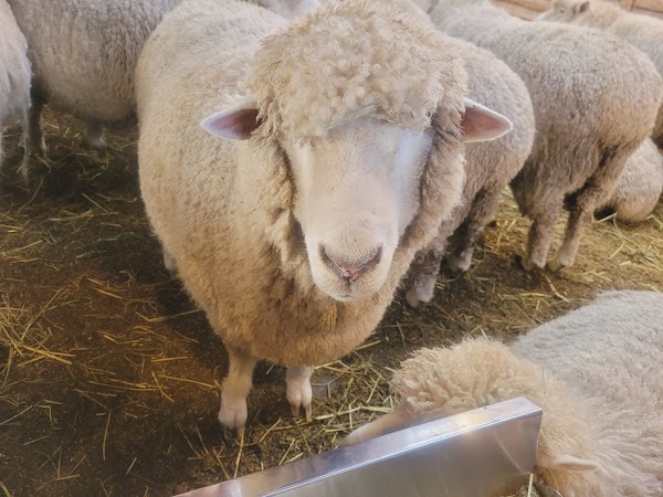 Daegwallyeong Sheep Farm 6