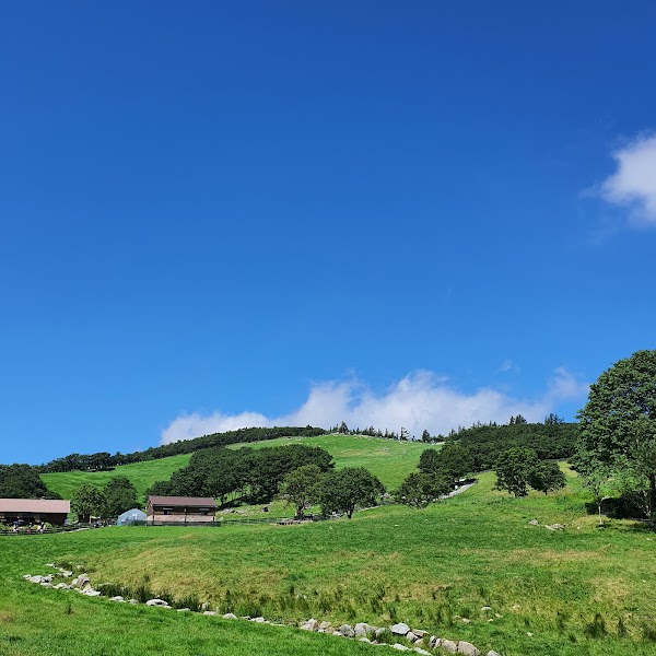 Daegwallyeong Sheep Farm 5
