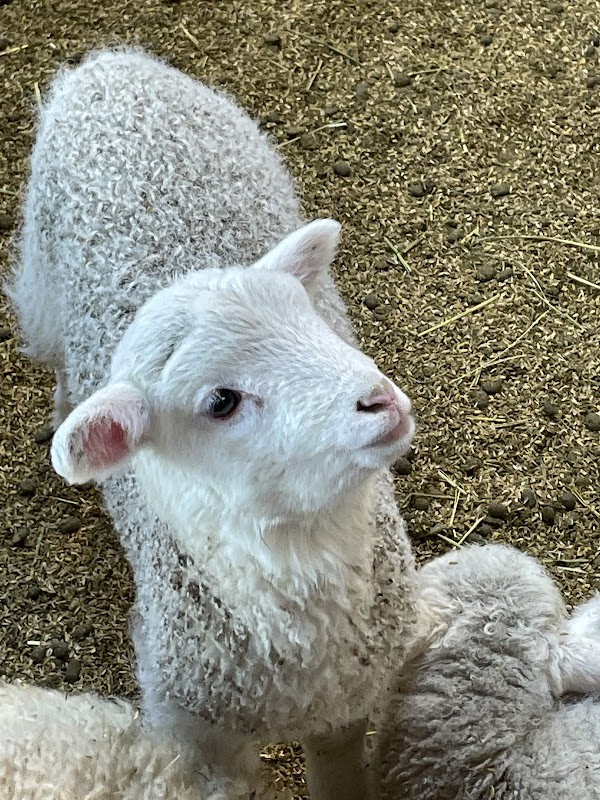 Daegwallyeong Sheep Farm 3