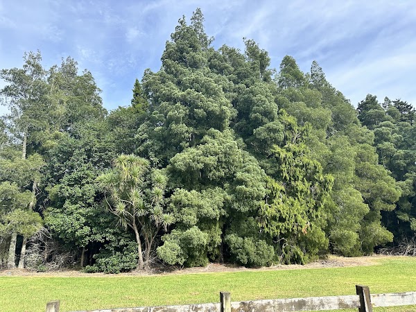 Murphys Bush Reserve 2