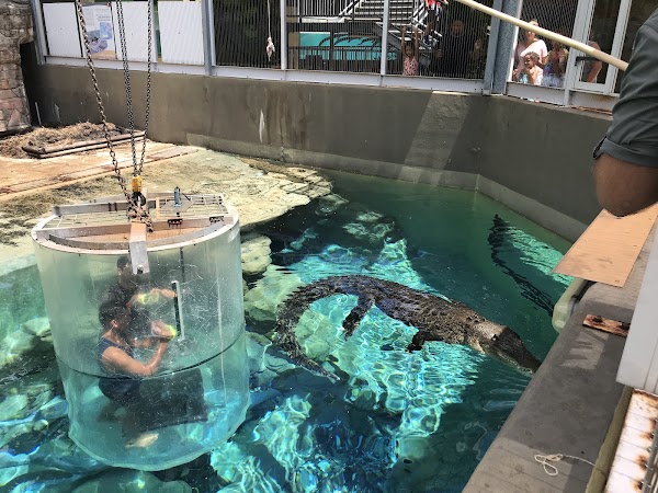 Crocosaurus Cove 5