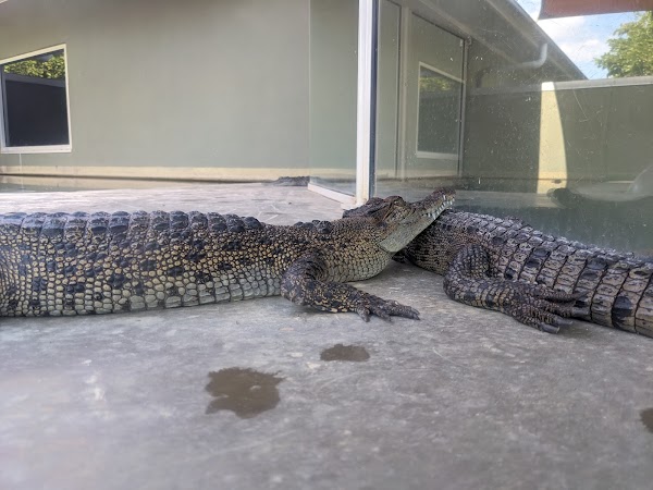 Crocosaurus Cove 3