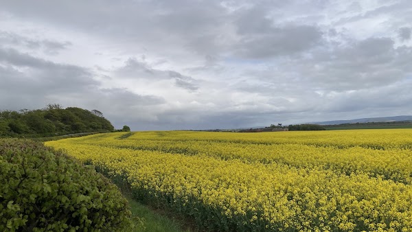Gullane 2
