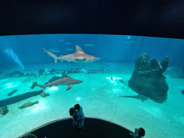 Aquarium of Genoa 2