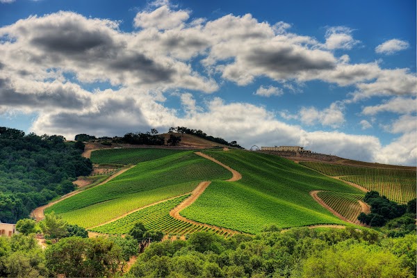 DAOU Vineyards 5