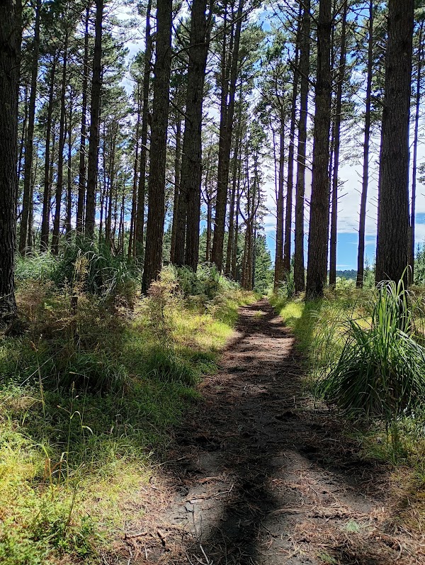 Waiuku Forest