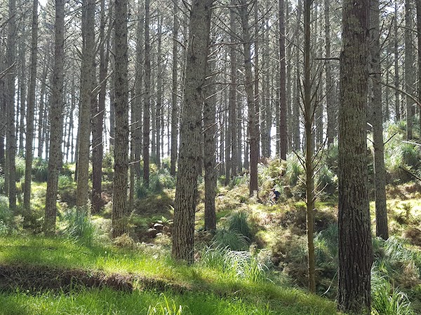 Waiuku Forest 5
