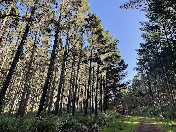 Waiuku Forest 4