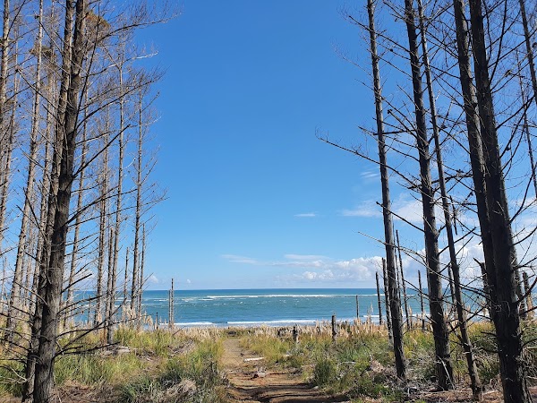 Waiuku Forest 3