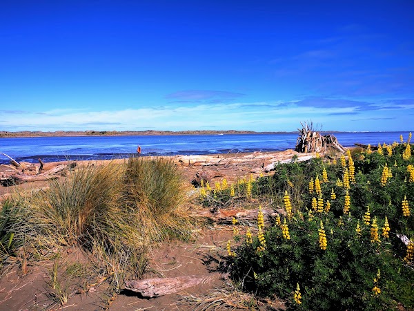Waiuku Forest 2