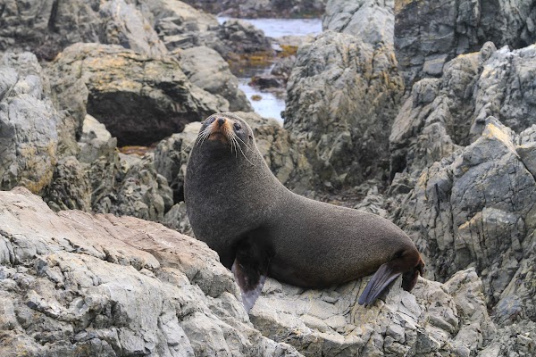 Red Rocks - Seals 1