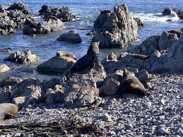 Red Rocks - Seals 4