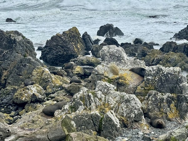 Red Rocks - Seals 2