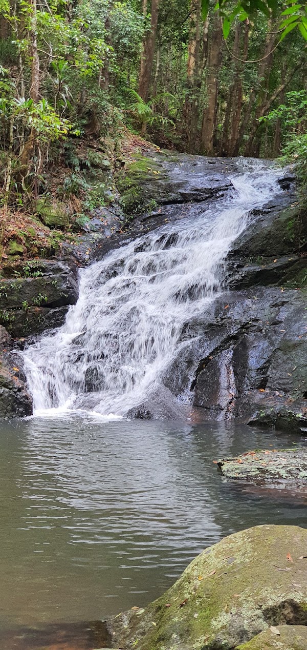 Kondalilla Falls Circuit 3