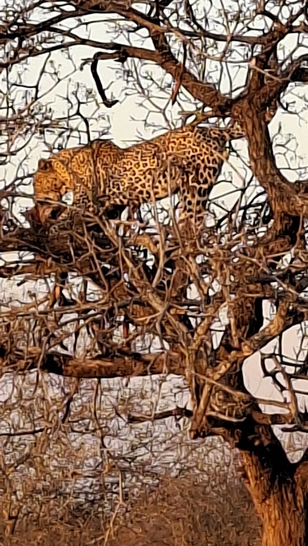 Loapi tented camp 4