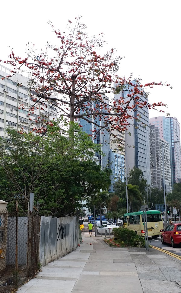 Wong Tai Sin District 5