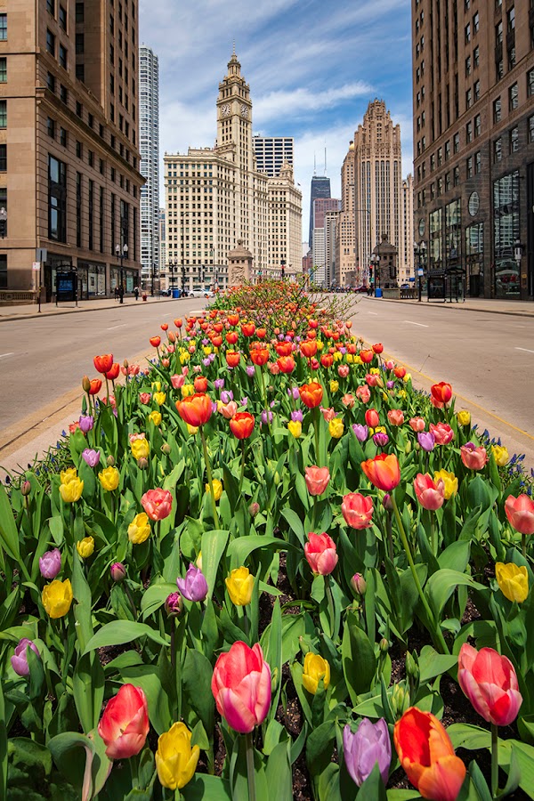 The Magnificent Mile Association