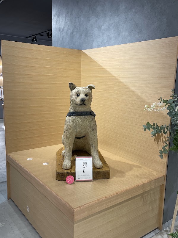 Hachiful SHIBUYA meets AKITA 4