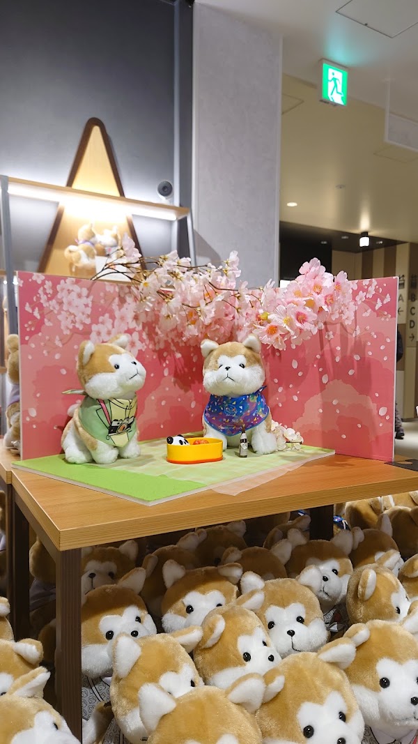 Hachiful SHIBUYA meets AKITA 2